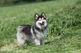 CHIEN FINNOIS DE LAPONIE 133